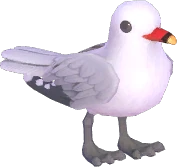 Audouin's Gull