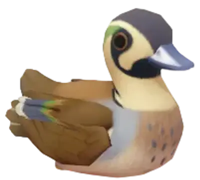 Baikal Teal