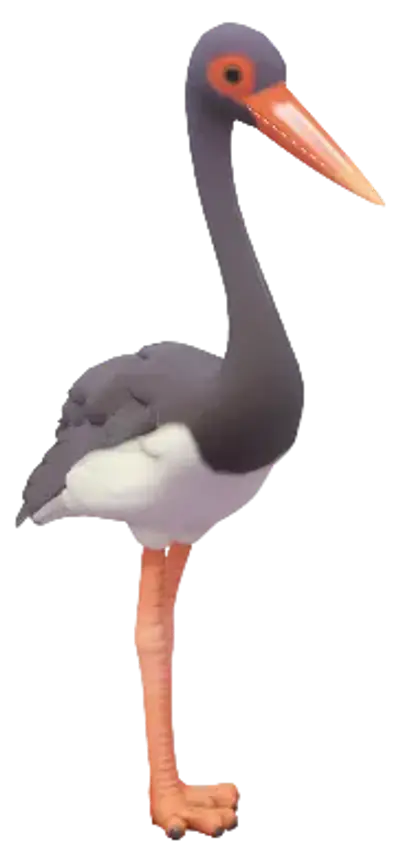 Black Stork