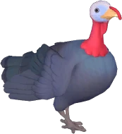 Black Turkey