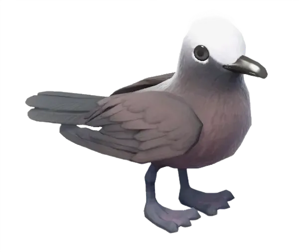 Brown Noddy