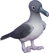 Grey-mantled Albatross
