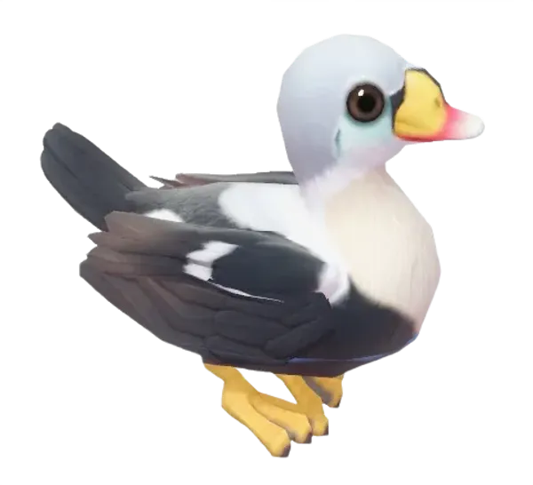King Eider