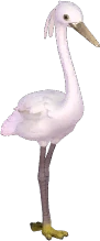 Little Egret