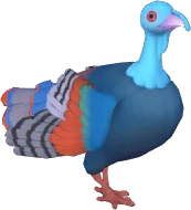 Ocellated Turkey
