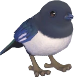 Oriental Magpie