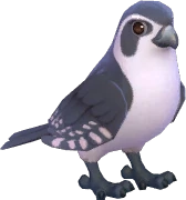 Pied Falconet