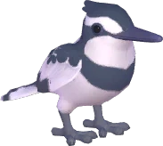 Pied Kingfisher