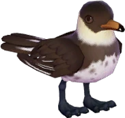 Pomarine Skua