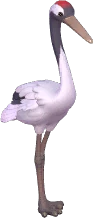 Red-Crowned Crane