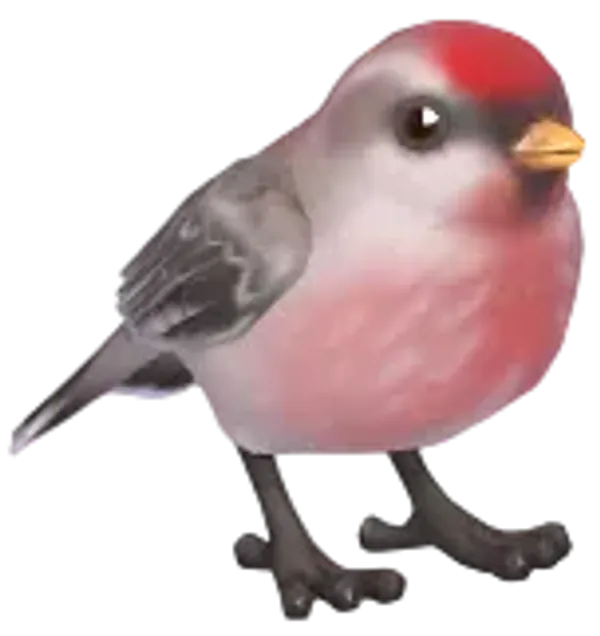 Redpoll
