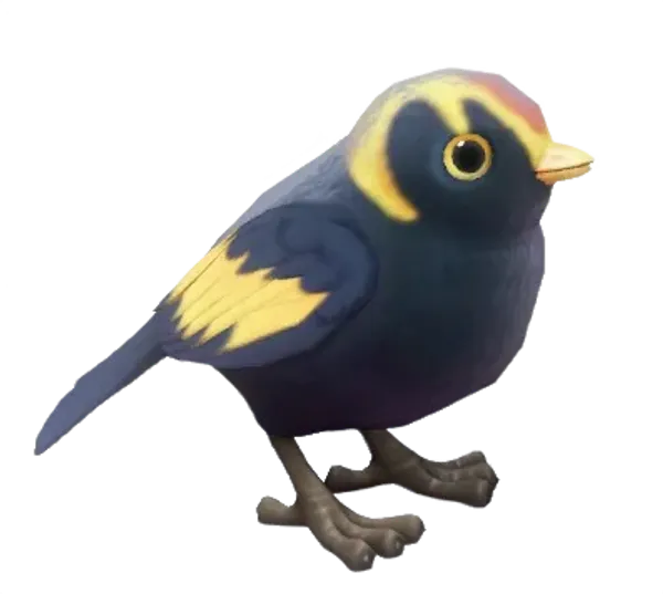 Regent Bowerbird