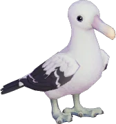 Wandering Albatross