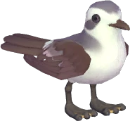 White-Faced Storm Petrel