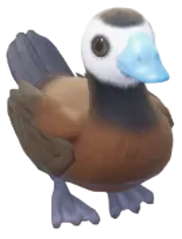 White-Headed Duck