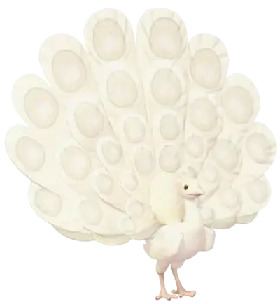 White Peafowl