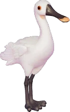 White Spoonbill