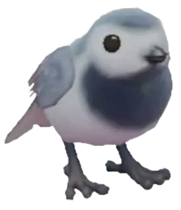White Wagtail