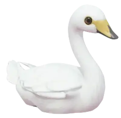 Whooper Swan
