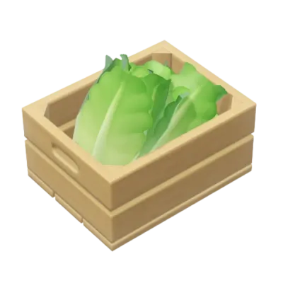 Romaine Lettuce