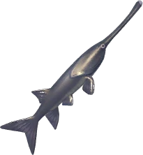 American Paddlefish