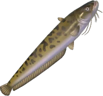 Amur Catfish