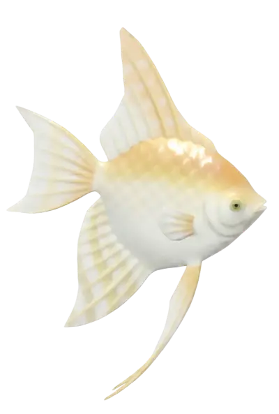 Angelfish