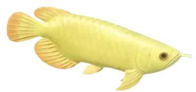 Asian Arowana