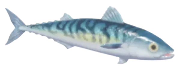 Atlantic Mackerel
