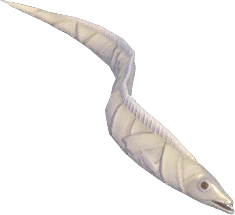 Bandage Fish