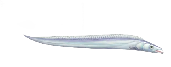 Beltfish