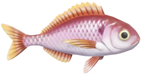 Blackspot Seabream