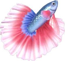 Blue & Red Betta