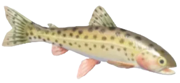 Chum Salmon