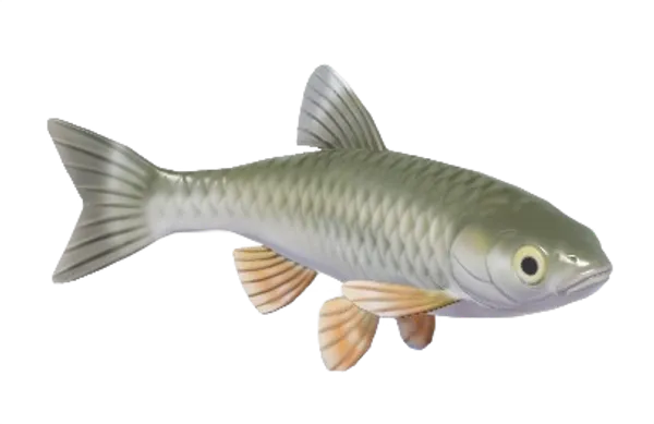 Common Chub