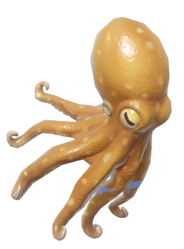 Common Octopus