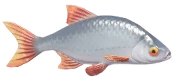 Common Rudd