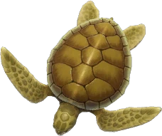 Flatback Turtle