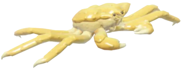 Golden King Crab
