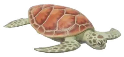 Green Sea Turtle