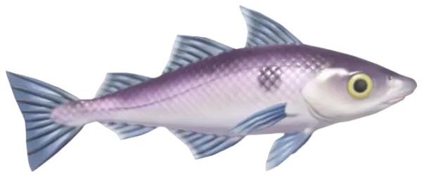Haddock