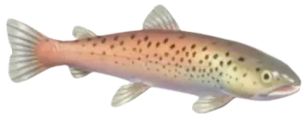 Huchen