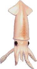 Japanese Flying Squid