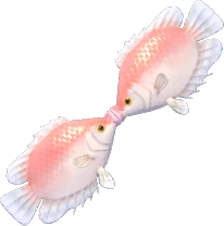 Kissing Fish