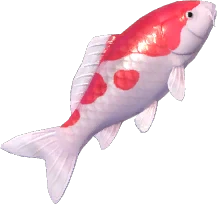 Koi