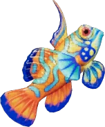Mandarin Fish