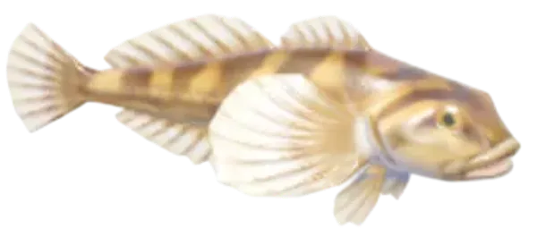 Mottled Sculpin