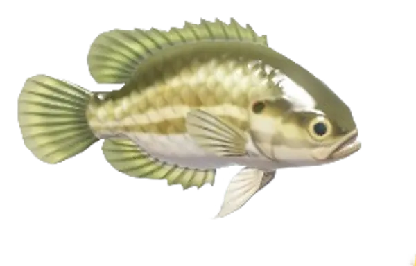 Mud Sunfish