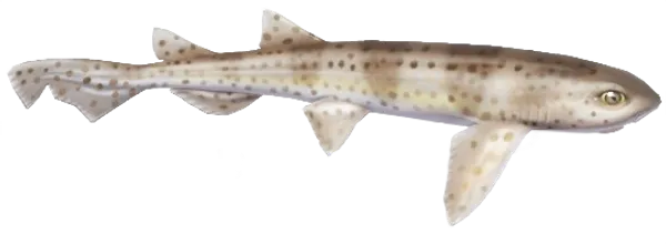Nursehound