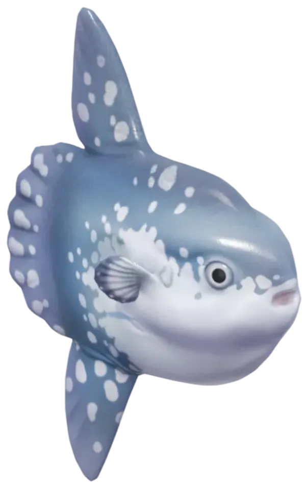 Ocean Sunfish